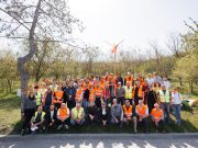 Puieți de frasin plantați de drumari