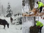 Drumarii bănățeni, îngerii păzitori ai cailor fără stăpân din Munții Aninei
