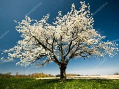 Infrastructura rutieră și curajul de a „înflori” dincolo de calcule