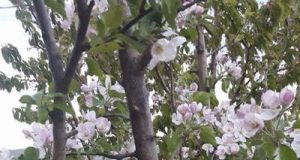 Infrastructura rutieră și curajul de a „înflori”