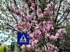 Comănești – orașul magnoliilor ține pasul cu traficul rutier în continuă creștere!