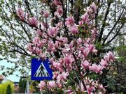 Comănești – orașul magnoliilor ține pasul cu traficul rutier în continuă creștere!