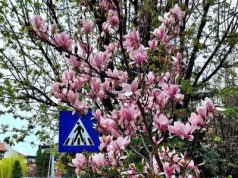 Comănești – orașul magnoliilor ține pasul cu traficul rutier în continuă creștere!