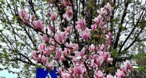 Comănești – orașul magnoliilor ține pasul cu traficul rutier în continuă creștere!
