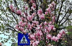 Comănești – orașul magnoliilor ține pasul cu traficul rutier în continuă creștere!