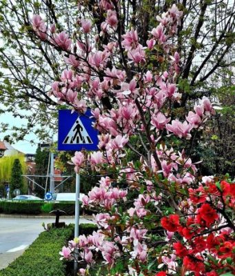 Comănești – orașul magnoliilor ține pasul cu traficul rutier în continuă creștere!