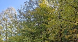 Județul Hunedoara: drumul spre Ținutul Pădurenilor intră în modernizare. Investiție de 31,6 milioane de lei pe DJ 687D