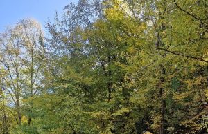 Județul Hunedoara: drumul spre Ținutul Pădurenilor intră în modernizare. Investiție de 31,6 milioane de lei pe DJ 687D
