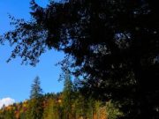 Se caută constructor pentru modernizarea unui drum forestier dintr-o pădure din județul Iași.
