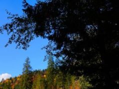 Se caută constructor pentru modernizarea unui drum forestier dintr-o pădure din județul Iași.